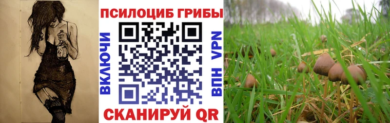 Купить где  Дудинка  Псилоцибиновые грибы прущие грибы 